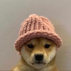 dogwifhat WIF cryptocurrency