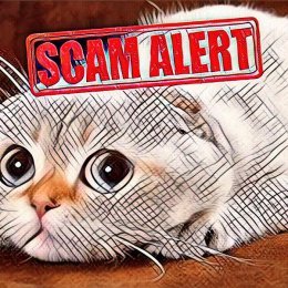 Scam in HYIP does not always go on the wish of the administrator