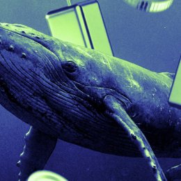 3 Altcoins Crypto Whales Are Buying In September 2026